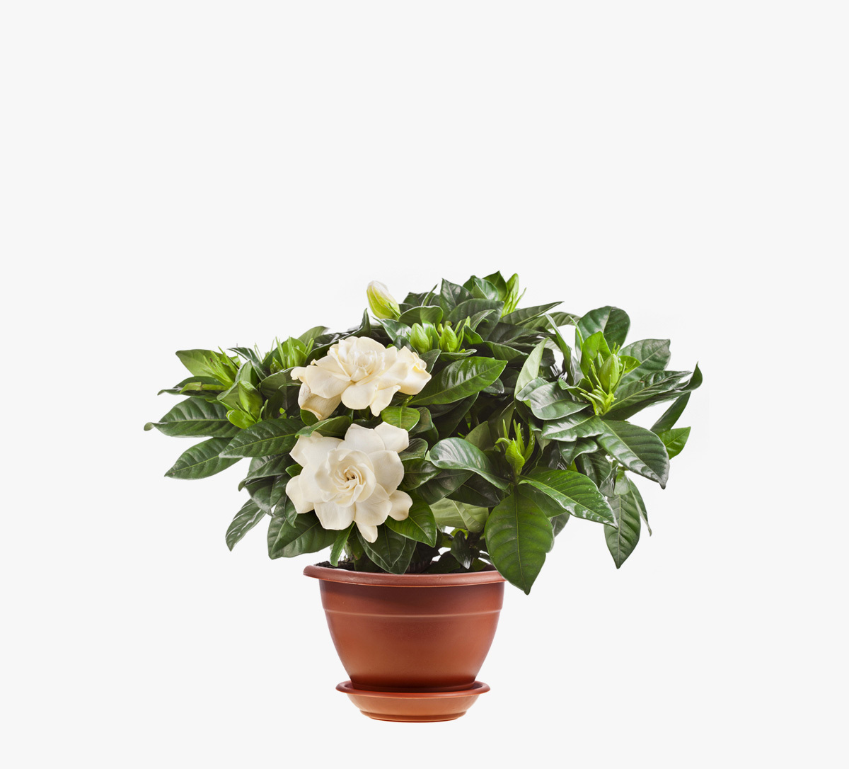 Филодендрон