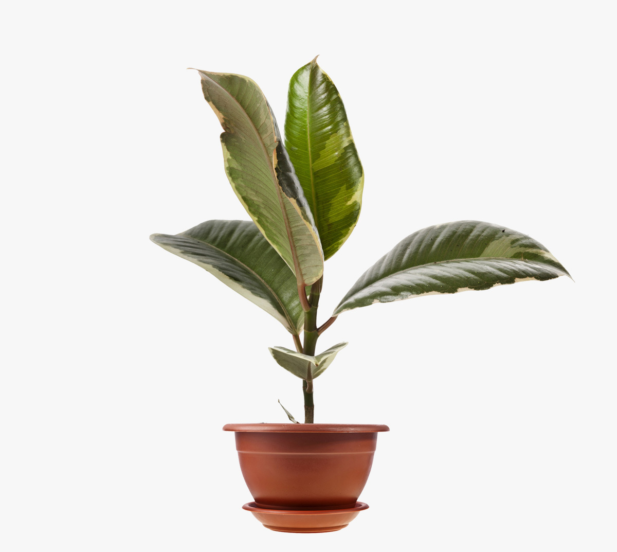 Райские птицы